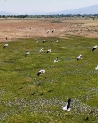 Afrika'dan yola çıkan leylekler Erzincan'da
